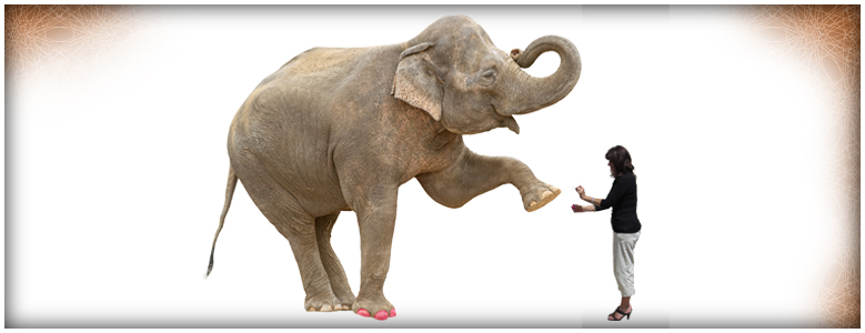 Debbie providing a pedicure for an elephant